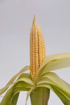 Corn On The Cob Stock Photos