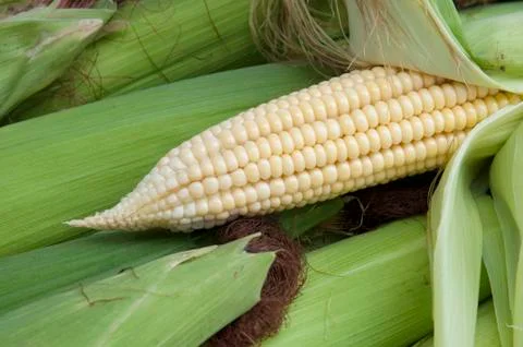 Corn On The Cob Stock Photos
