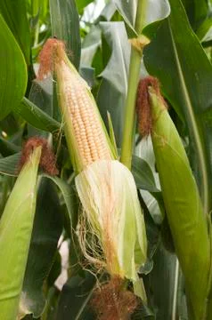 Corn On The Cob Foto stock