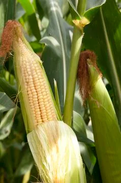 Corn On The Cob Stock Photos