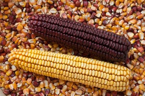 Corn on the cob Stock Photos