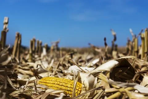 Corn cob Stock Photos