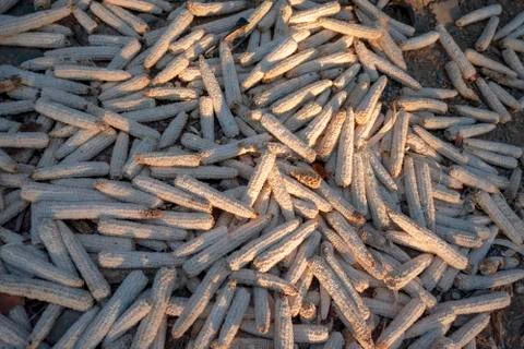 Corn cob Stock Photos