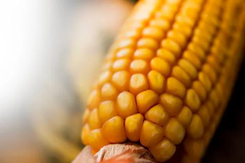 Corn cob Stock Photos