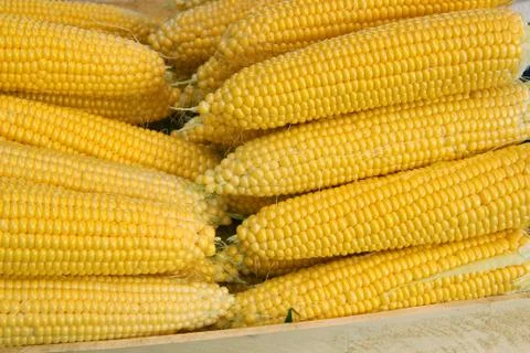 Corn on the cob Stock Photos
