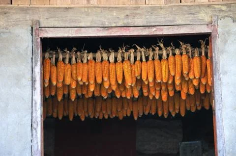 Corn on the Cob Stock Photos