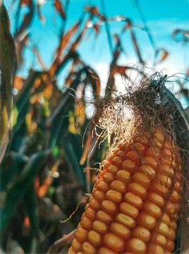 Corn on the cob Stock Photos