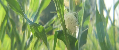 Corn cob on the plant anamorphic 4K video Stock Footage 316204517