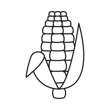 Corn cob, plant with kernel line icon. Linear sketch, outline spica plant for Stock Illustration