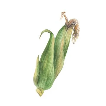 Corn Cob, raw with green leaves and husks. Watercolor painted Illustration Illustrazione stock