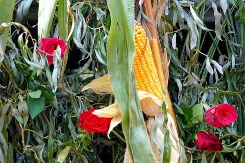 Corn cob with red roses and green foliage Stock Photos