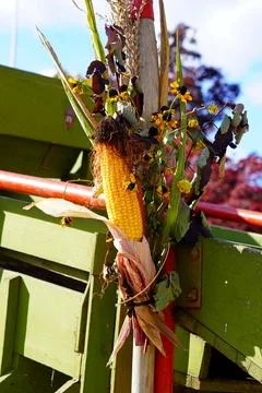 Corn cob with red roses and green foliage Stock Photos