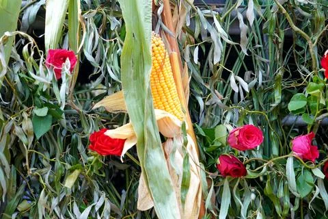 Corn cob with red roses and green foliage Stock Photos