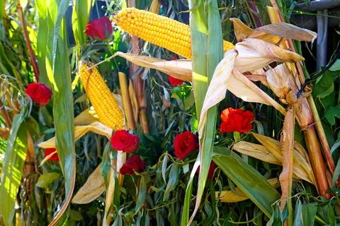 Corn cob with red roses and green foliage Stock Photos