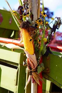 Corn cob with red roses and green foliage Stock Photos