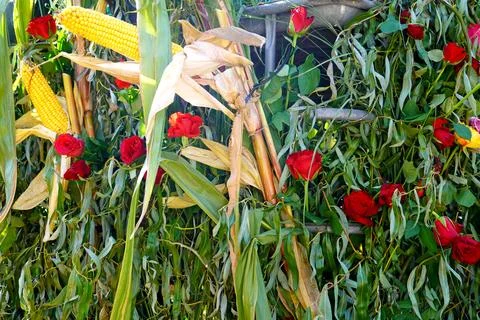 Corn cob with red roses and green foliage Stock Photos