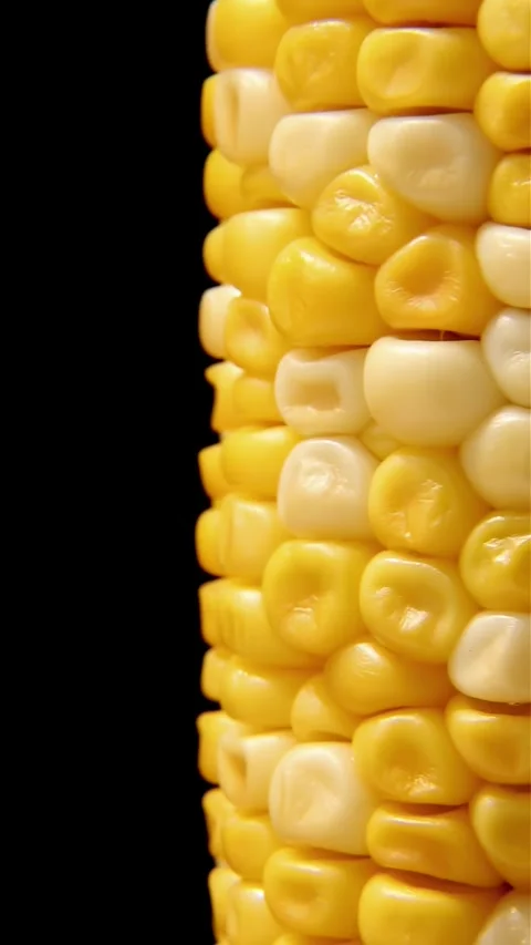 Corn cob rotates vertically on a black background. Stock Footage 246642150