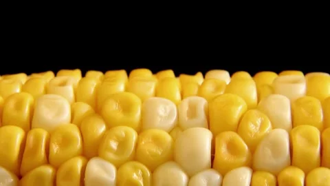 Corn cob rotates vertically on a black background. Stock Footage 254802234