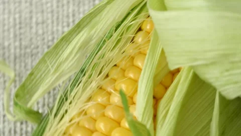 Corn on the cob rotating Video stock 248750295