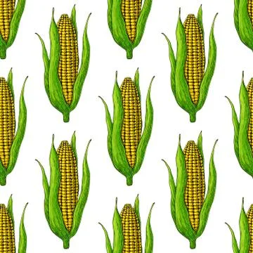 Corn cob seamless pattern. Hand drawn vector background. Detailed vegetarian Stock Illustration
