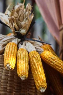 Corn Cob Selection Featuring Fresh Sweetcorn in Green Husk and Dried Golden.. Stock Photos