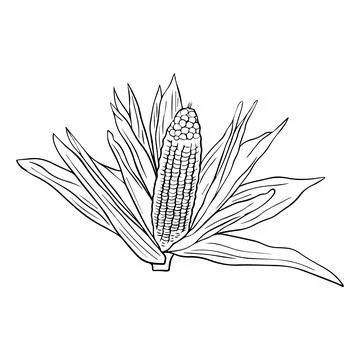 Corn cob sketch obsolete style hand drawn vector illustration Stock Illustration