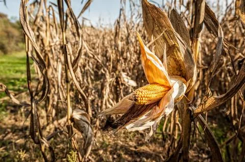 Corn cob on the stalk in the field. Stock Photos