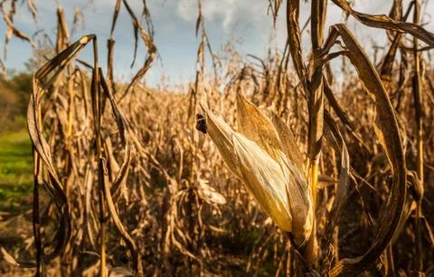 Corn cob on the stalk in the field. Stock Photos