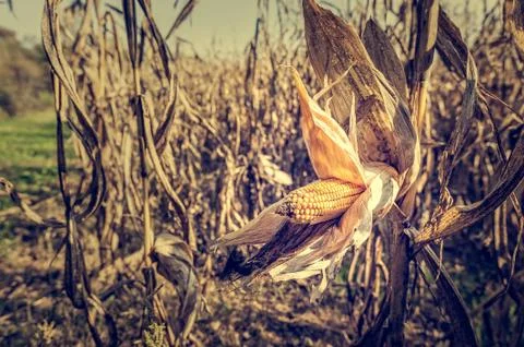Corn cob on the stalk in the field. Stock Photos