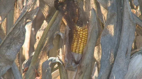 Corn cob on stalk Stock Footage 755338