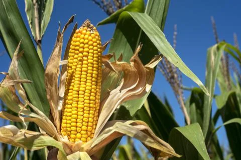 Corn on cob on stalk 写真素材