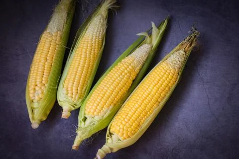 Corn on the cob, sweet corn for cooking food, fresh corn on dark background,  Stock Photos