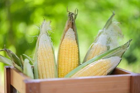 Corn on the cob, sweet corn for cooking food, fresh corn on wooden box nature Foto stock