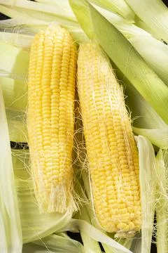 Corn on the cob on the table, sweet corn Stock Photos