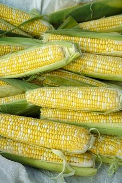 Corn on the cob. Two varieties of corn with common yellow and white kernels. Stock Photos