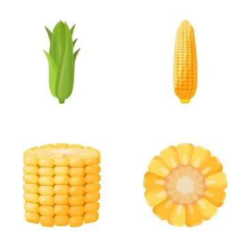 Corn cob variations showing maize vegetable food Stock Illustration
