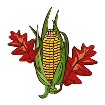 Corn cob vegetable and leafs thanksgiving icon イラスト素材