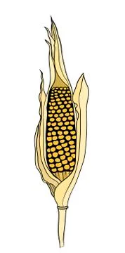 Corn on the cob vintage Illustrazione stock