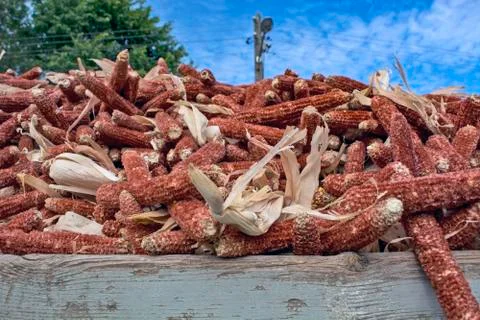 Corn cob waste for heating Stock Photos