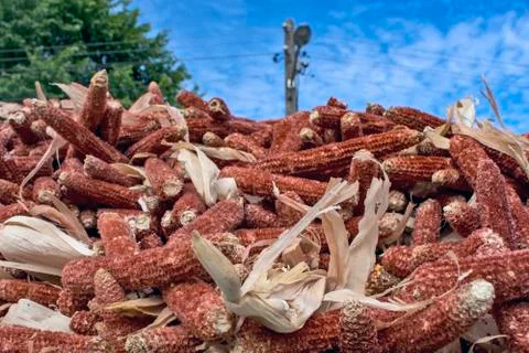 Corn cob waste for heating Stock Photos