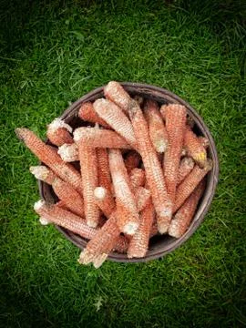 Corn cob waste Stock Photos