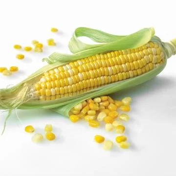 Corn on the cob on a white background Stock Photos