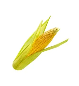 Corn Cob on white. Stock Photos
