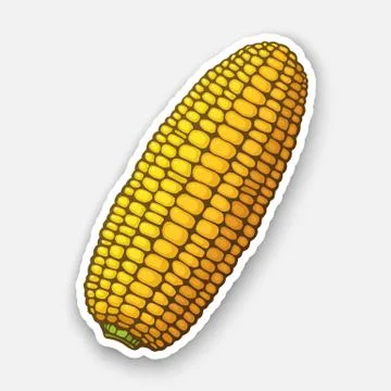 Corn cob without leaves. Healthy vegetarian food. Stock Illustration