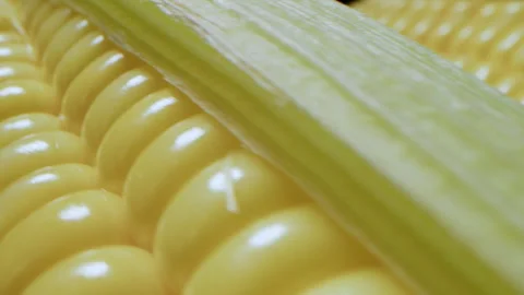 Corn cob on yellow and green bright background. Fresh raw ripe Sweetcorn closeup Stock Footage 272270111