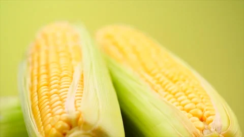 Corn cob on yellow and green bright background. Fresh raw ripe Sweetcorn closeup Video stock 284510036