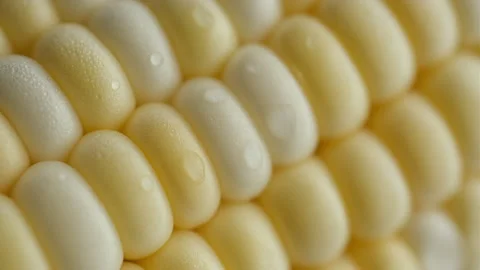 Corn cob yellow grains extreme macro Stock-Footage 247243846