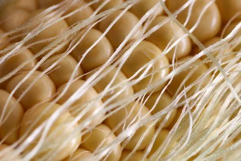Corn cob young macro Stock Photos