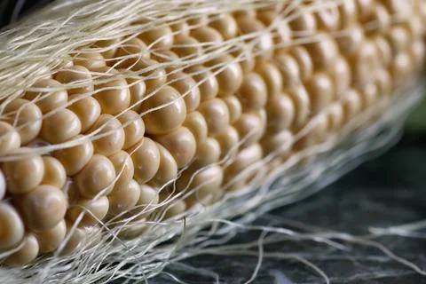 Corn cob young macro Stock Photos
