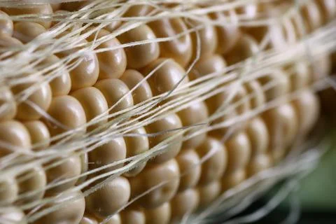 Corn cob young macro Stock Photos